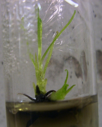 Dewy pine in tissue culture