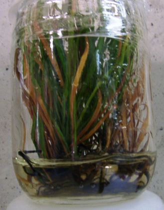 North American pitcher plant in tissue culture
